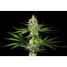 OREOZ USA · Kannabia Seed Company · sementes de maconha · Fem