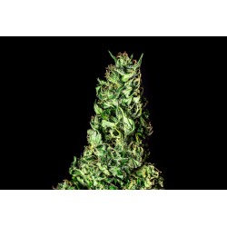 MOBY DICK · Kannabia Seed...
