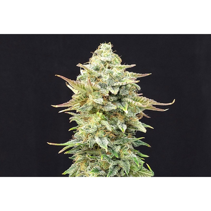 PINEAPPLE DREAM · Kannabia Seed Company · semi di canapa · Fem