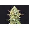 PINEAPPLE DREAM · Kannabia Seed Company · semi di canapa · Fem