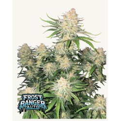Frostbanger Auto · FastBuds...
