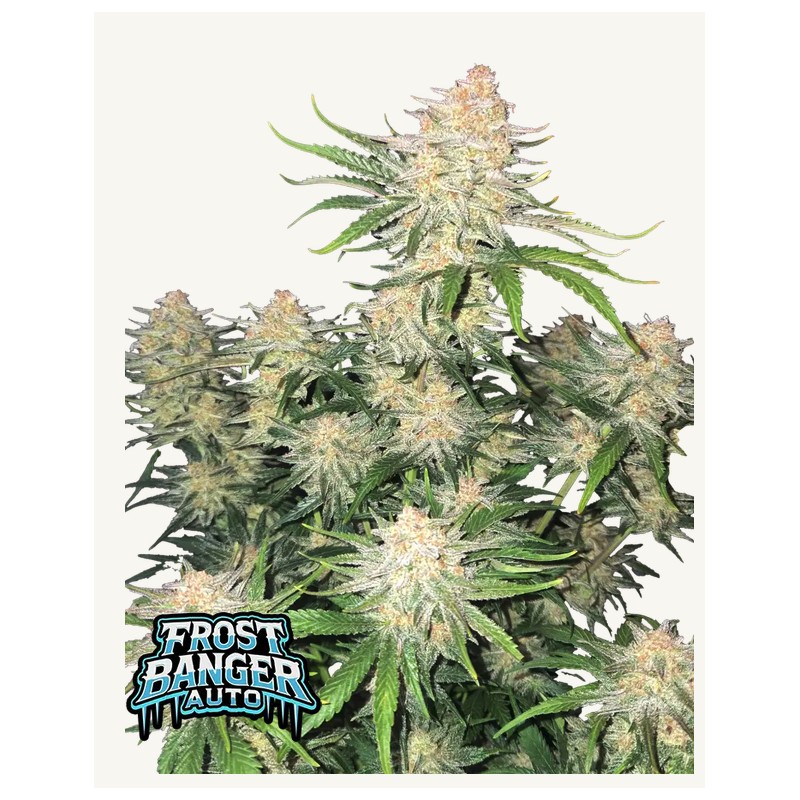 Frostbanger Auto · FastBuds Seeds · cannabis samen · AutoFem