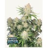 Frostbanger Auto · FastBuds Seeds · kenevir tohum · AutoFem