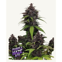 Purple Haze Auto · FastBuds...