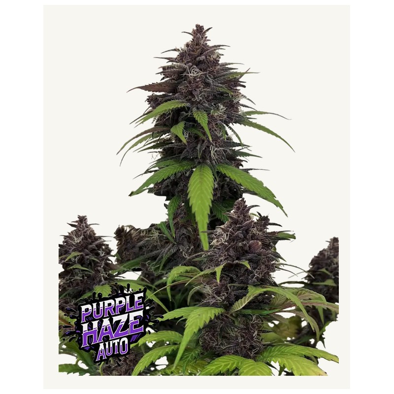 Purple Haze Auto · FastBuds Seeds · kenevir tohum · AutoFem