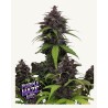Purple Haze Auto · FastBuds Seeds · graines de cannabis · AutoFem