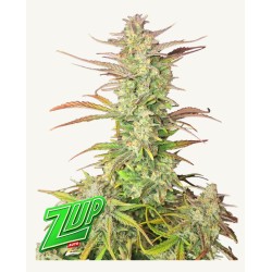 Z-Up Auto · FastBuds Seeds...