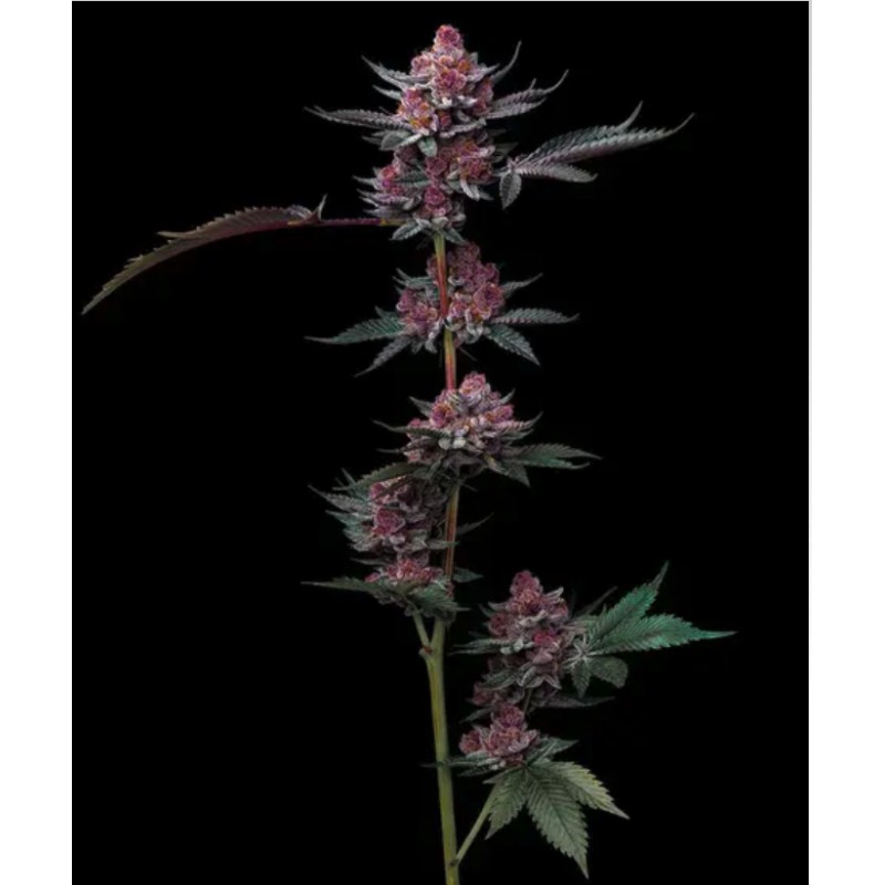 CHERRY POPPERS · Barneys Farm · graines de cannabis · Fem