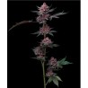 Ayahuasca Purple | Barneys Farm | Kaufen Cannabis Samen