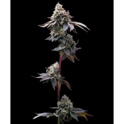 GMO COOKIES · Barneys Farm...