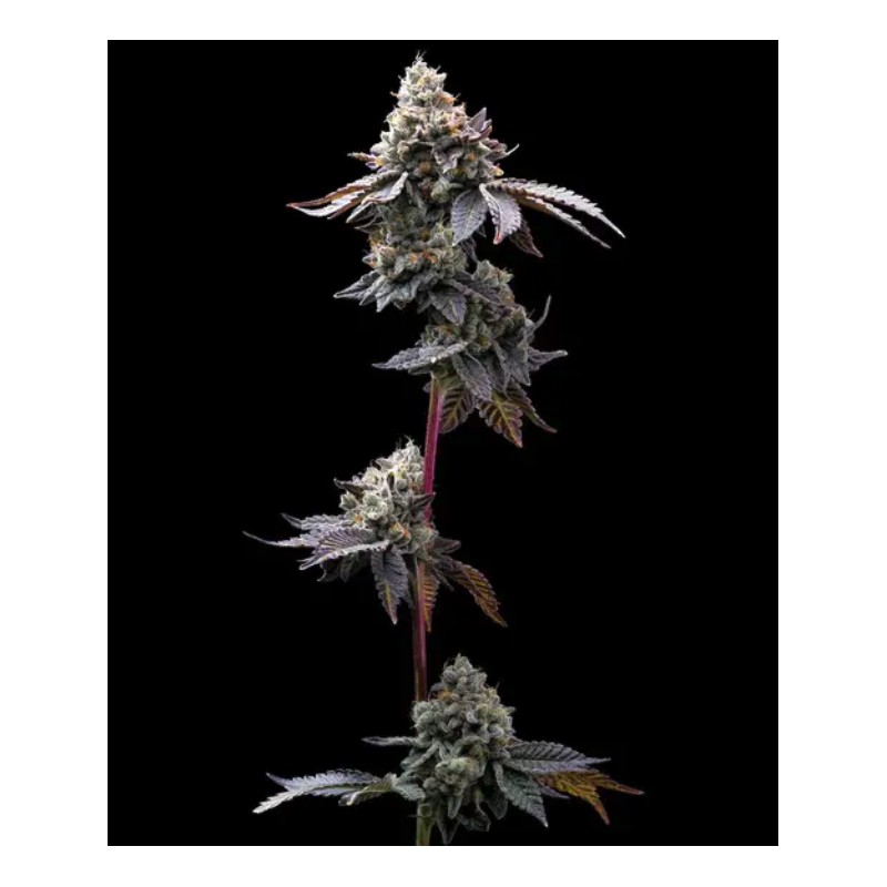 Ayahuasca Purple | Barneys Farm | Kaufen Cannabis Samen