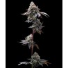 GMO COOKIES · Barneys Farm · cannabis seeds · Fem