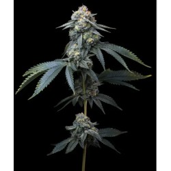 JEALOUSY · Barneys Farm ·...