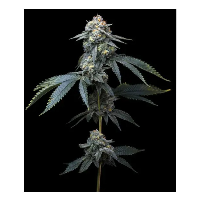 JEALOUSY · Barneys Farm · cannabis seeds · Fem
