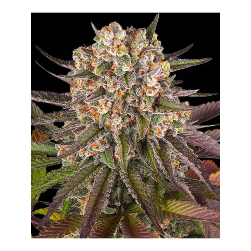 Ayahuasca Purple | Barneys Farm | Kaufen Cannabis Samen