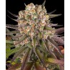 LIMONCELLO · Barneys Farm · kenevir tohum · Disi · Fem