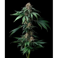 MENDO BREATH · Barneys Farm...