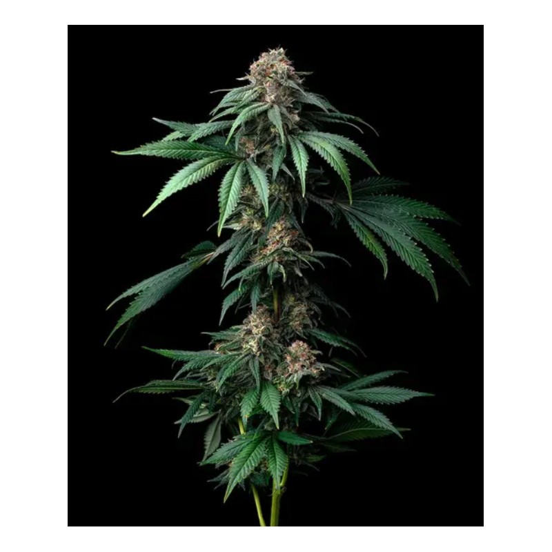 MENDO BREATH · Barneys Farm · graines de cannabis · Fem