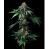 Ayahuasca Purple | Barneys Farm | Kaufen Cannabis Samen