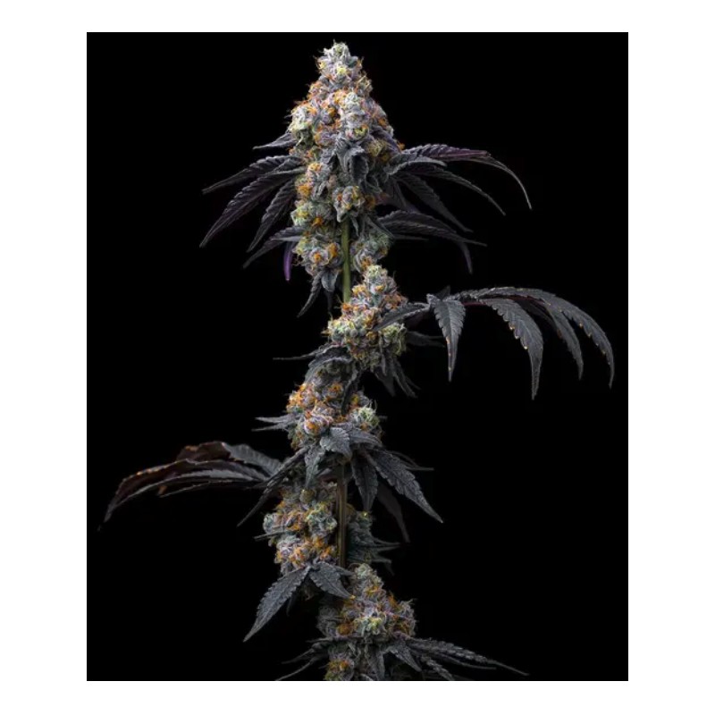 RAINBOW SHERBET · Barneys Farm · semi di canapa · Fem