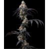 RAINBOW SHERBET · Barneys Farm · kenevir tohum · Disi · Fem