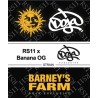RS11 X BANANA OG · Barneys Farm · graines de cannabis · Fem