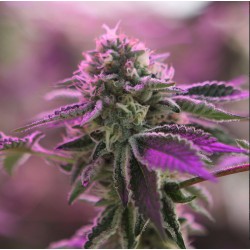 RS11 X BANANA OG · Barneys Farm · semillas de marihuana · Fem