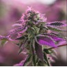 RS11 X BANANA OG · Barneys Farm · sementes de maconha · Fem
