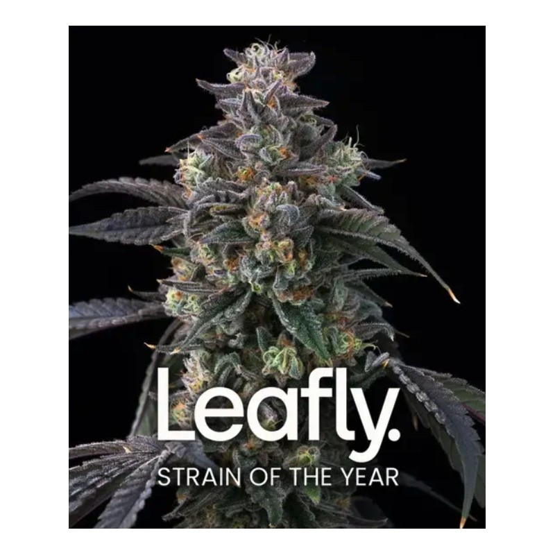 SUPER BOOF · Barneys Farm · semillas de marihuana · Fem