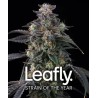 SUPER BOOF · Barneys Farm · graines de cannabis · Fem