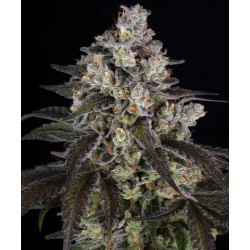 TRAINWRECK · Barneys Farm ·...