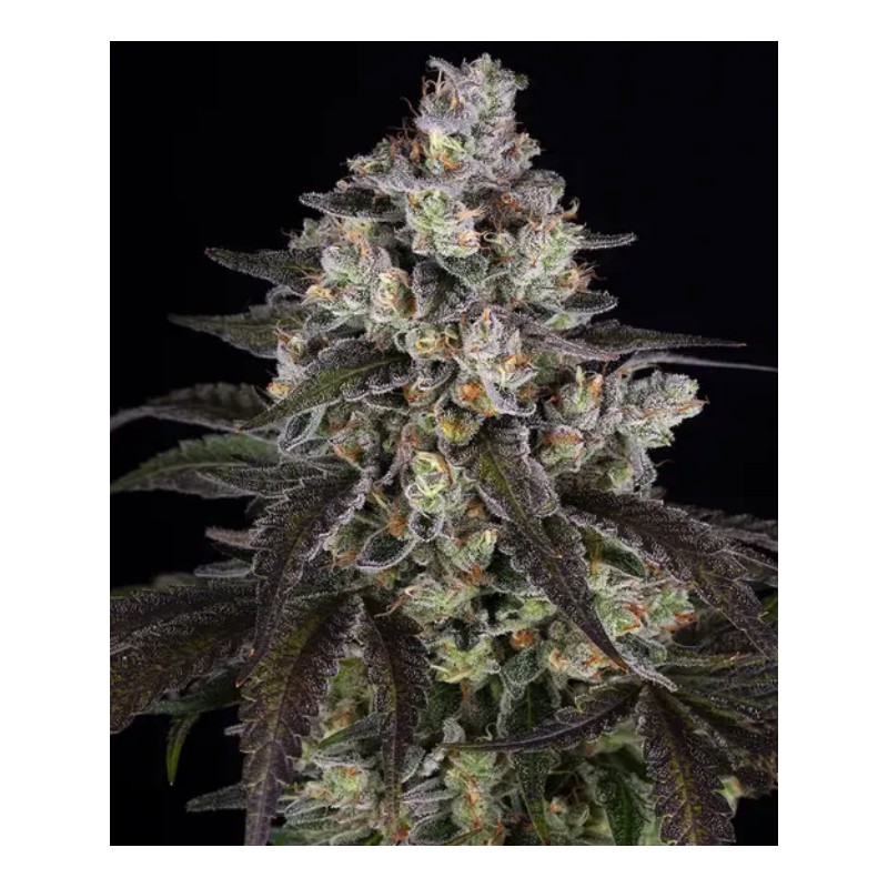 TRAINWRECK · Barneys Farm · graines de cannabis · Fem