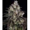 TRAINWRECK · Barneys Farm · sementes de maconha · Fem
