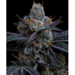 WHITE RUNTZ · Barneys Farm...