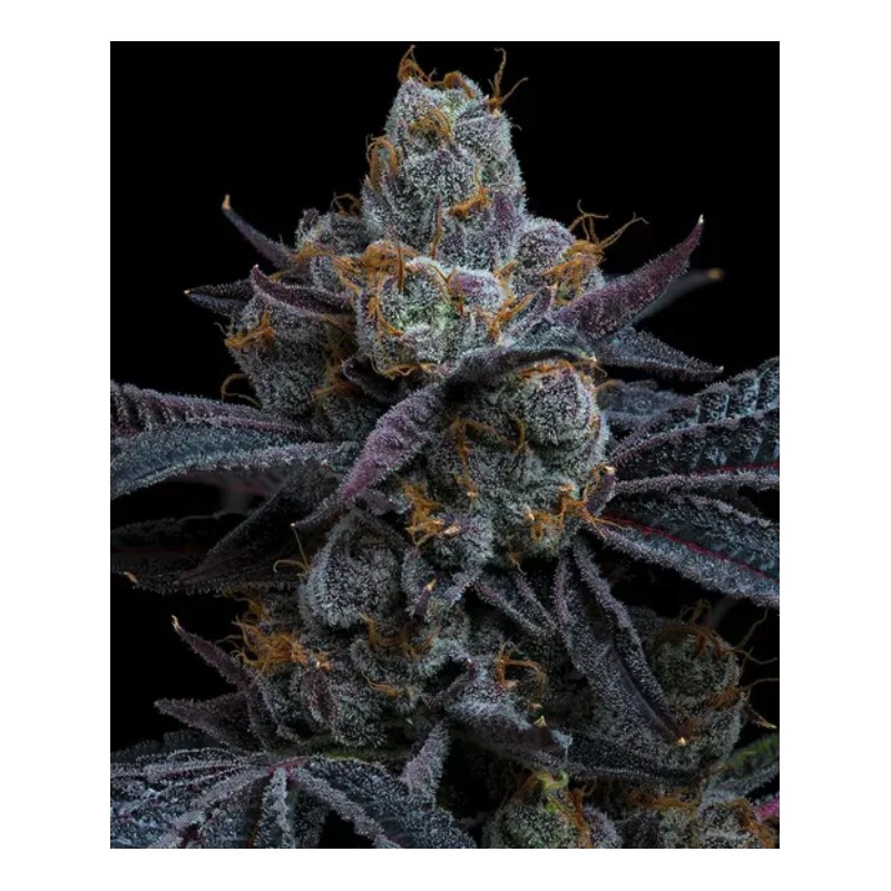 Ayahuasca Purple | Barneys Farm | Kaufen Cannabis Samen