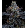 WHITE RUNTZ · Barneys Farm · semi di canapa · Fem