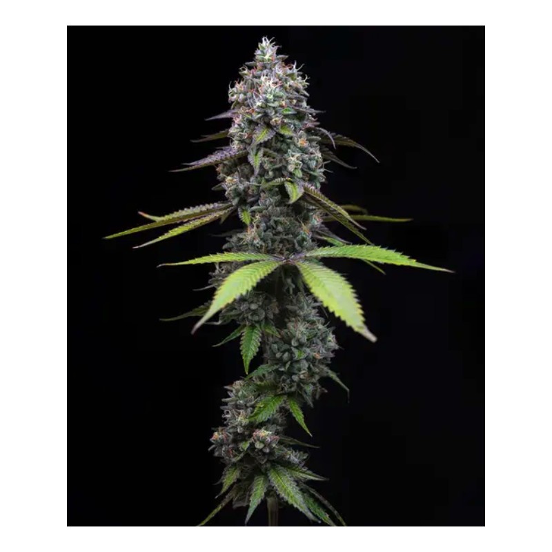 Ayahuasca Purple | Barneys Farm | Kaufen Cannabis Samen