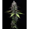 ZOAP · Barneys Farm · graines de cannabis · Fem
