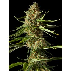 AMNESIKA 2.0 · Philosopher Seeds · cannabis seeds · Fem