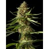 AMNESIKA 2.0 · Philosopher Seeds · semi di canapa · Fem