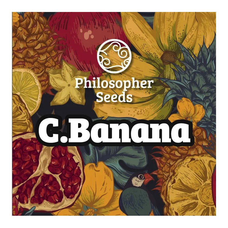 C BANANA · Philosopher Seeds · sementes de maconha · Fem