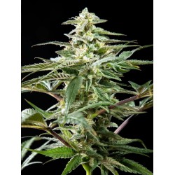 CBD RICH CANDY ·...
