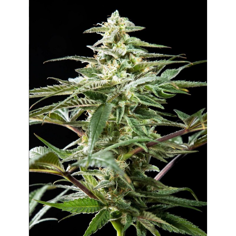 CBD RICH CANDY · Philosopher Seeds · semillas de marihuana · Fem