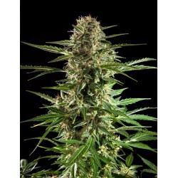 CHEESY AUTO CBD ·...