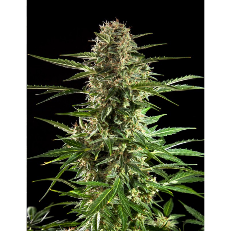 CHEESY AUTO CBD · Philosopher Seeds · cannabis samen · Auto Fem