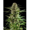 CHEESY AUTO CBD · Philosopher Seeds · sementes de maconha · Auto Fem