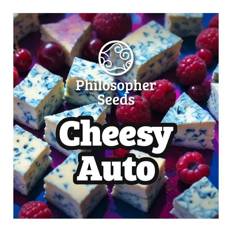 CHEESY AUTO · Philosopher Seeds · cannabis seeds · AutoFem