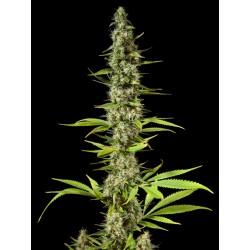 EARLY MAROC · Philosopher Seeds · graines de cannabis · Fem