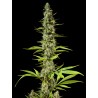 EARLY MAROC · Philosopher Seeds · graines de cannabis · Fem