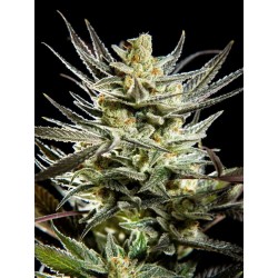 FRUITY JACK · Philosopher Seeds · graines de cannabis · Fem